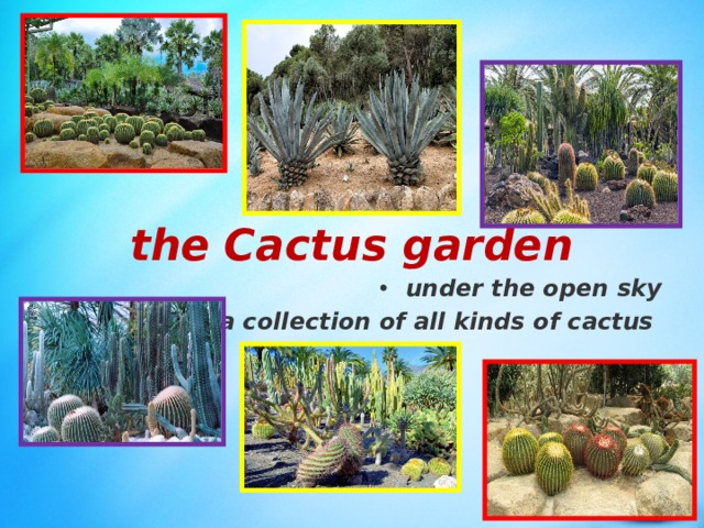  the  Cactus garden under the open sky a collection of all kinds of cactus 