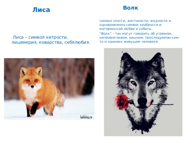 Клевер кролик волк черты сходства и различия. Символ лисы. Чем отличается волк и лиса. Волк и лиса сравнение. Что символизирует лиса.