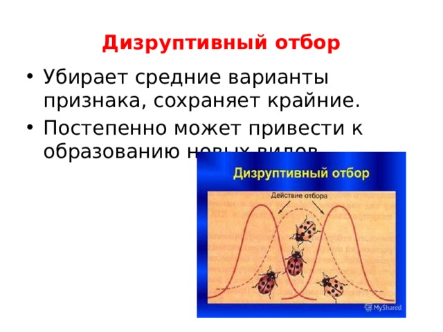 Дизруптивный отбор Убирает средние варианты признака, сохраняет крайние. Постепенно может привести к образованию новых видов. 