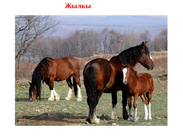 Жылкы  
