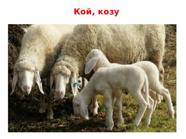 Кой, козу 