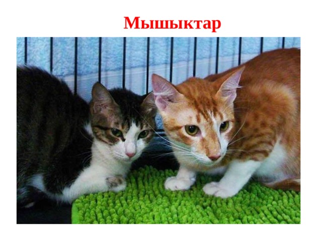 Мышыктар 