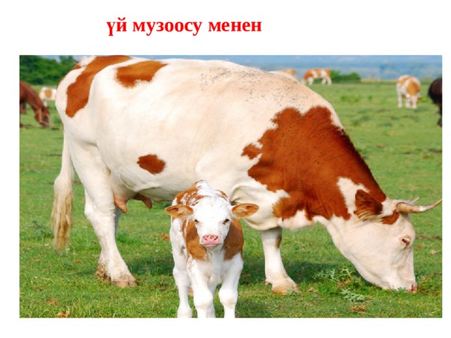 үй музоосу менен 