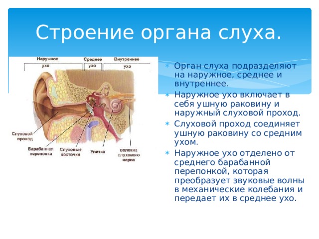 Презентация на тему слуховой анализатор 8 класс