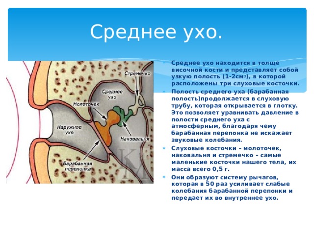 Что отделяет наружное ухо от среднего. Среднее ухо. Слуховые косточки среднего уха. Внутреннее ухо расположено в толще. Ухо расположенное в толще височной кости.