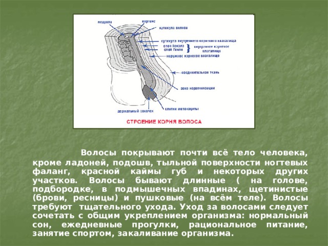  Волосы покрывают почти всё тело человека, кроме ладоней, подошв, тыльной поверхности ногтевых фаланг, красной каймы губ и некоторых других участков. Волосы бывают длинные ( на голове, подбородке, в подмышечных впадинах, щетинистые (брови, ресницы) и пушковые (на всём теле). Волосы требуют тщательного ухода. Уход за волосами следует сочетать с общим укреплением организма: нормальный сон, ежедневные прогулки, рациональное питание, занятие спортом, закаливание организма. 