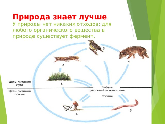 Схема круговорота веществ в лесном сообществе