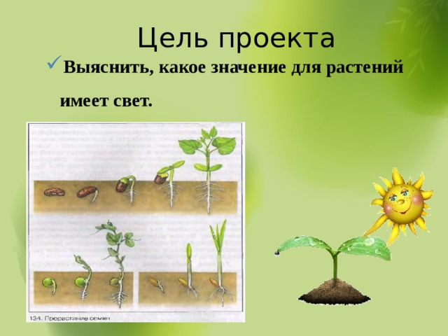 Электричество в жизни растений проект по биологии