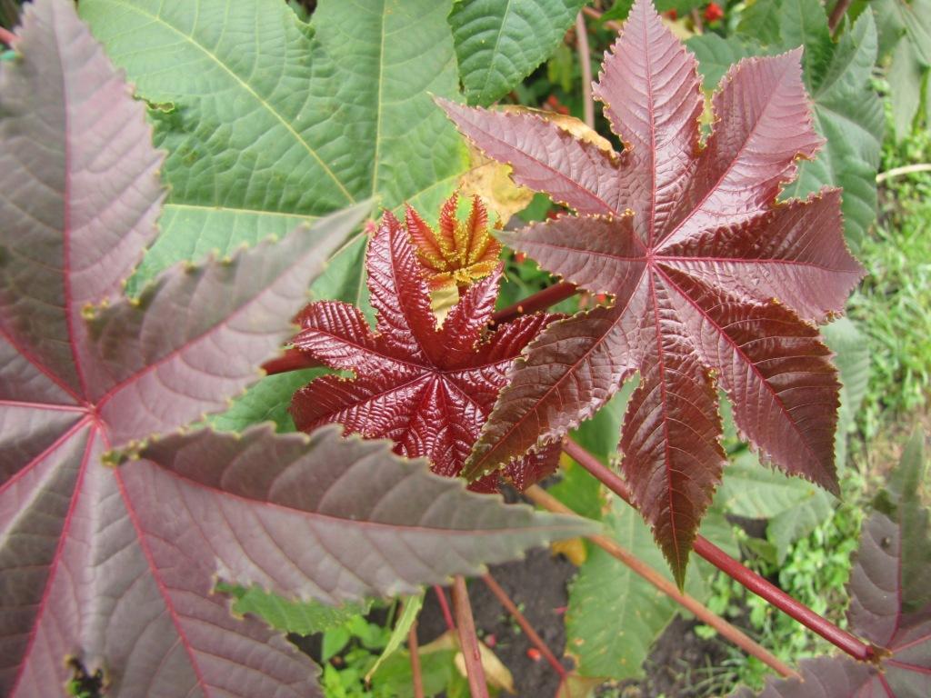 Клещевина фото. Клещевина Ricinus communis. Клещевина обыкновенная (Ricinus communis). Клещевина Бурбонская. Клещевина бронзовая Пальма.