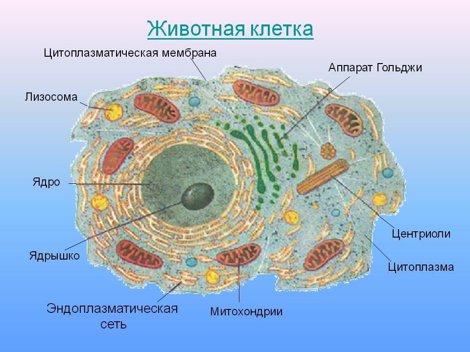 Схема строения клетки 5 класс