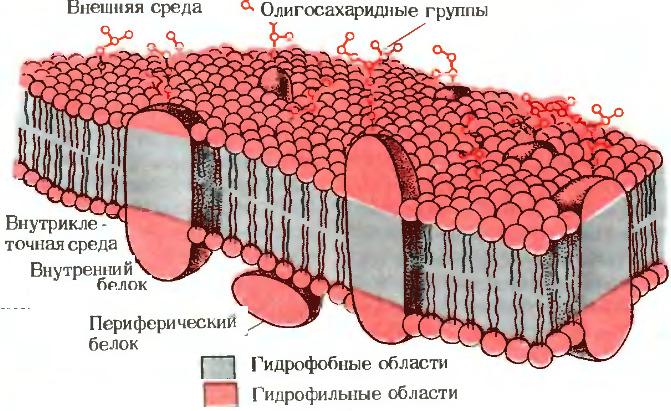 Ядро плазматическая мембрана