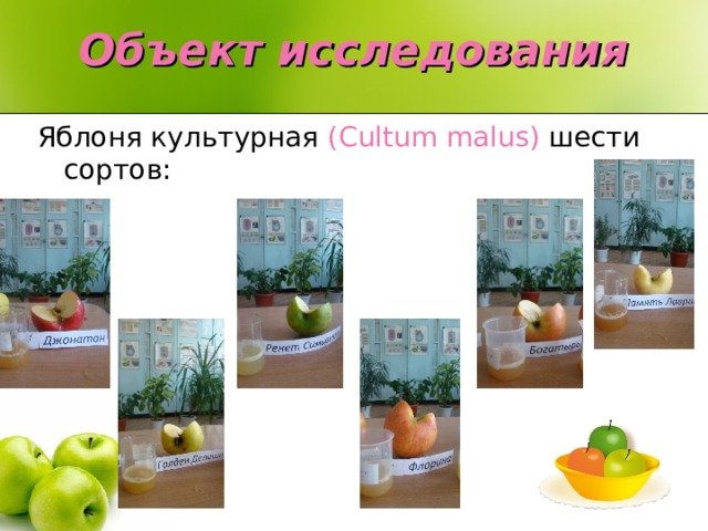 Объект исследования Яблоня культурная (Cultum malus)  шести сортов:  