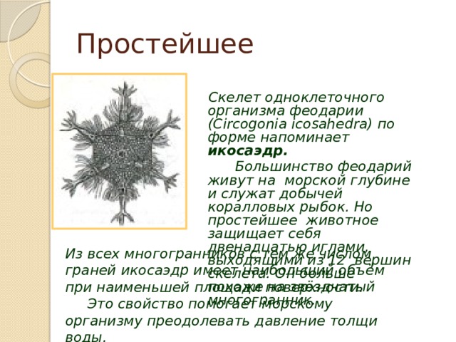 Простейшее Скелет одноклеточного организма феодарии (Circogonia icosahedra) по форме напоминает икосаэдр.  Большинство феодарий живут на морской глубине и служат добычей коралловых рыбок. Но простейшее животное защищает себя двенадцатью иглами, выходящими из 12 вершин скелета. Он больше похоже на звёздчатый многогранник. Из всех многогранников с тем же числом граней икосаэдр имеет наибольший объём при наименьшей площади поверхности.  Это свойство помогает морскому организму преодолевать давление толщи воды. 