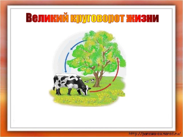 Проект великий круговорот жизни