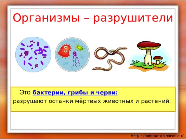 Бактерии грибы в организме. Грибы и бактерии Разрушители. Организмы Разрушители. Разрушители микроорганизмов. Разрушители микроорганизмов бактерии?.