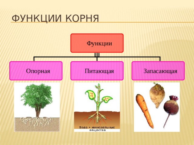 Какие функции выполняют корни растений 6 класс. Функции корня. Функции корня растений. Корень функции корня. Функции корня корнеплр.