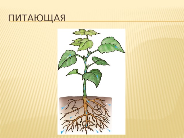 Питающая Корни не только удерживают растение в почве, но и всасывают находящиеся в ней растворы минеральных веществ. 3 