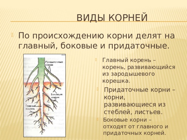 Виды корней По происхождению корни делят на главный, боковые и придаточные. Главный корень – корень, развивающийся из зародышевого корешка. Придаточные корни – корни, развивающиеся из стеблей, листьев. Боковые корни – отходят от главного и придаточных корней. 