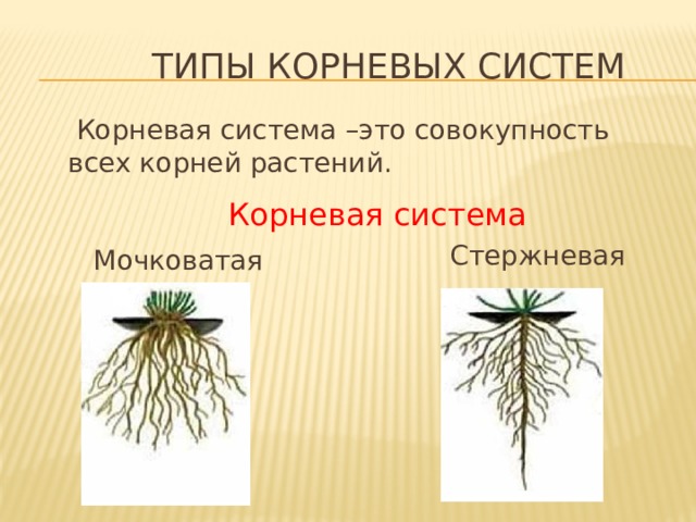  Типы корневых систем  Корневая система –это совокупность всех корней растений.  Корневая система  Стержневая  Мочковатая 