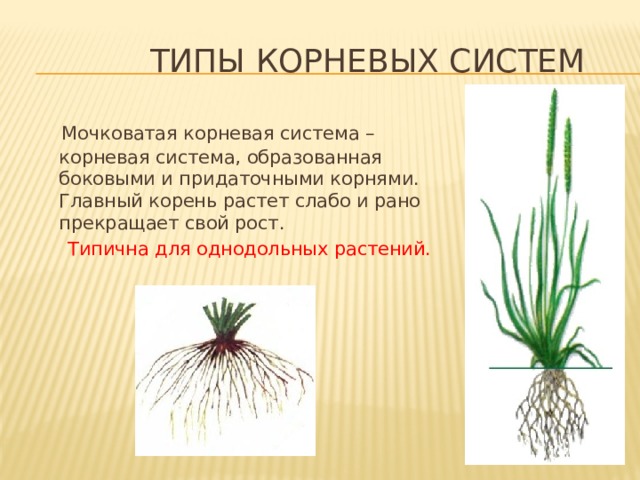  Типы корневых систем  Мочковатая корневая система – корневая система, образованная боковыми и придаточными корнями. Главный корень растет слабо и рано прекращает свой рост.  Типична для однодольных растений. 