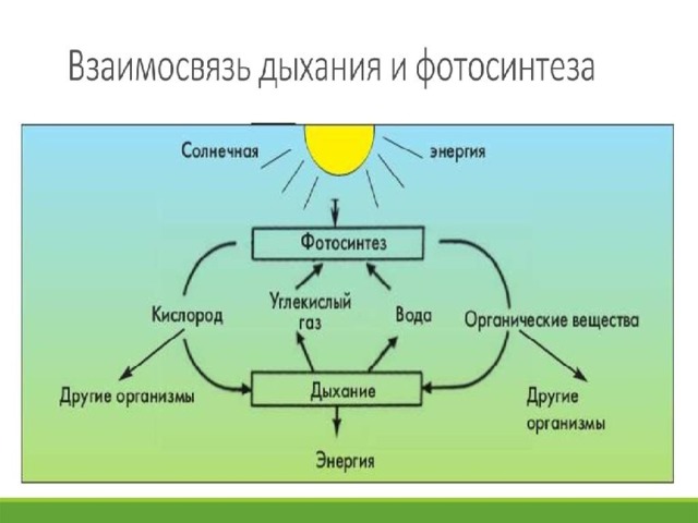 Сравнительная таблица фотосинтеза и дыхания 6 класс. Схема фотосинтеза и дыхания растений. Схемы процессов дыхания и фотосинтез. Схема фотосинтеза и дыхания растений 6 класс. Взаимосвязь фотосинтеза и дыхания растений схема.