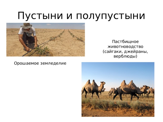 Пустыни и полупустыни Пастбищное животноводство (сайгаки, джейраны, верблюды) Орошаемое земледелие 