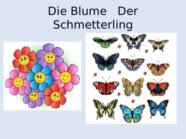 Die Blume Der Schmetterling 