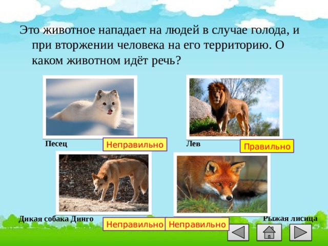 Это животное нападает на людей в случае голода, и при вторжении человека на его территорию. О каком животном идёт речь? Лев Песец Неправильно Правильно Рыжая лисица Дикая собака Динго Неправильно Неправильно 