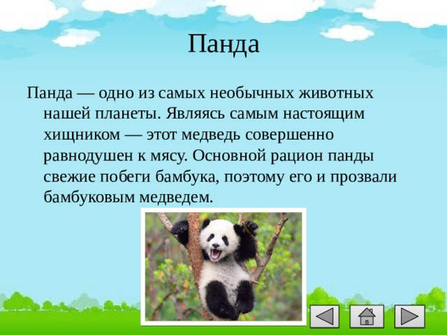 Панда Панда — одно из самых необычных животных нашей планеты. Являясь самым настоящим хищником — этот медведь совершенно равнодушен к мясу. Основной рацион панды свежие побеги бамбука, поэтому его и прозвали бамбуковым медведем. 