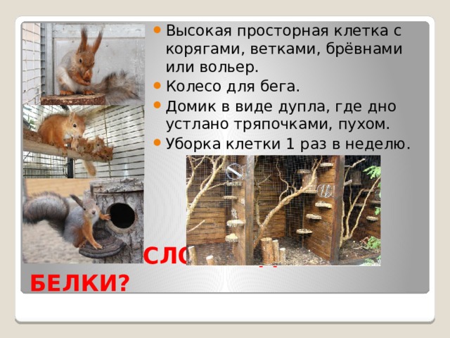 Высокая просторная клетка с корягами, ветками, брёвнами или вольер. Колесо для бега. Домик в виде дупла, где дно устлано тряпочками, пухом. Уборка клетки 1 раз в неделю. КАКИЕ УСЛОВИЯ ДЛЯ БЕЛКИ? 