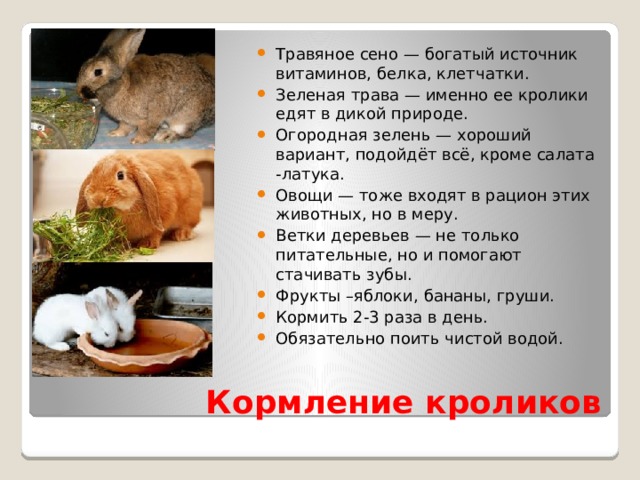 Травяное сено — богатый источник витаминов, белка, клетчатки. Зеленая трава — именно ее кролики едят в дикой природе. Огородная зелень — хороший вариант, подойдёт всё, кроме салата -латука. Овощи — тоже входят в рацион этих животных, но в меру. Ветки деревьев — не только питательные, но и помогают стачивать зубы. Фрукты –яблоки, бананы, груши. Кормить 2-3 раза в день. Обязательно поить чистой водой. Кормление кроликов 