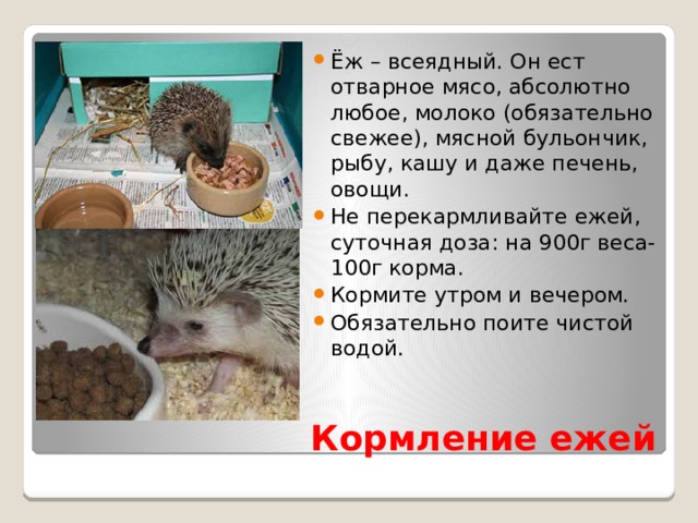 Ёж – всеядный. Он ест отварное мясо, абсолютно любое, молоко (обязательно свежее), мясной бульончик, рыбу, кашу и даже печень, овощи. Не перекармливайте ежей, суточная доза: на 900г веса-100г корма. Кормите утром и вечером. Обязательно поите чистой водой. Кормление ежей 