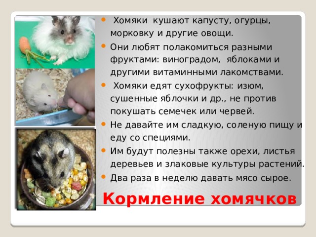  Хомяки кушают капусту, огурцы, морковку и другие овощи. Они любят полакомиться разными фруктами: виноградом, яблоками и другими витаминными лакомствами.  Хомяки едят сухофрукты: изюм, сушенные яблочки и др., не против покушать семечек или червей. Не давайте им сладкую, соленую пищу и еду со специями. Им будут полезны также орехи, листья деревьев и злаковые культуры растений. Два раза в неделю давать мясо сырое. Кормление хомячков 
