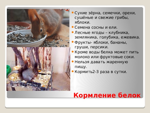 Сухие зёрна, семечки, орехи, сушёные и свежие грибы, яблоки. Семена сосны и ели. Лесные ягоды – клубника, земляника, голубика, ежевика. Фрукты- яблоки, бананы, груши, персики. Кроме воды белка может пить молоко или фруктовые соки. Нельзя давать жаренную пищу. Кормить2-3 раза в сутки.  Кормление белок 