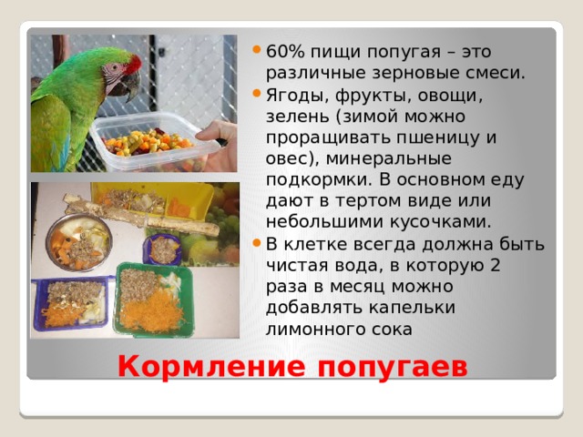 60% пищи попугая – это различные зерновые смеси. Ягоды, фрукты, овощи, зелень (зимой можно проращивать пшеницу и овес), минеральные подкормки. В основном еду дают в тертом виде или небольшими кусочками. В клетке всегда должна быть чистая вода, в которую 2 раза в месяц можно добавлять капельки лимонного сока Кормление попугаев 