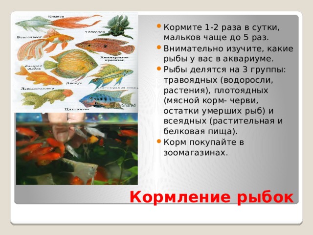 Кормите 1-2 раза в сутки, мальков чаще до 5 раз. Внимательно изучите, какие рыбы у вас в аквариуме. Рыбы делятся на 3 группы: травоядных (водоросли, растения), плотоядных (мясной корм- черви, остатки умерших рыб) и всеядных (растительная и белковая пища). Корм покупайте в зоомагазинах. Кормление рыбок 
