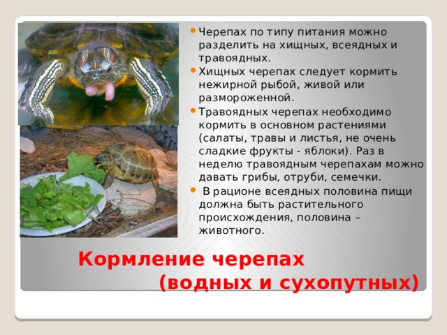 Черепах по типу питания можно разделить на хищных, всеядных и травоядных. Хищных черепах следует кормить нежирной рыбой, живой или размороженной. Травоядных черепах необходимо кормить в основном растениями (салаты, травы и листья, не очень сладкие фрукты - яблоки). Раз в неделю травоядным черепахам можно давать грибы, отруби, семечки.  В рационе всеядных половина пищи должна быть растительного происхождения, половина – животного. Кормление черепах (водных и сухопутных) 