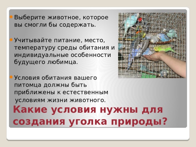 Выберите животное, которое вы смогли бы содержать. Учитывайте питание, место, температуру среды обитания и индивидуальные особенности будущего любимца. Условия обитания вашего питомца должны быть приближены к естественным  условиям жизни животного. Какие условия нужны для создания уголка природы? 