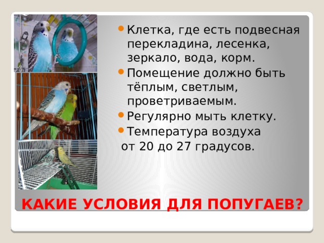 Клетка, где есть подвесная перекладина, лесенка, зеркало, вода, корм. Помещение должно быть тёплым, светлым, проветриваемым. Регулярно мыть клетку. Температура воздуха  от 20 до 27 градусов. КАКИЕ УСЛОВИЯ ДЛЯ ПОПУГАЕВ? 
