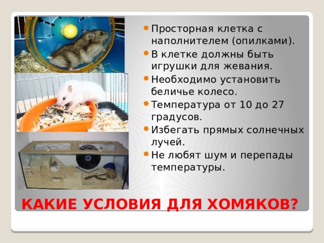 Просторная клетка с наполнителем (опилками). В клетке должны быть игрушки для жевания. Необходимо установить беличье колесо. Температура от 10 до 27 градусов. Избегать прямых солнечных лучей. Не любят шум и перепады температуры. КАКИЕ УСЛОВИЯ ДЛЯ ХОМЯКОВ? 