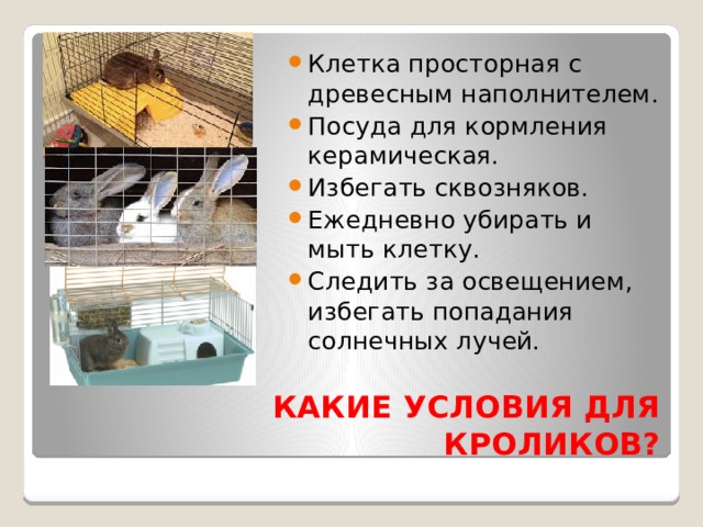 Клетка просторная с древесным наполнителем. Посуда для кормления керамическая. Избегать сквозняков. Ежедневно убирать и мыть клетку. Следить за освещением, избегать попадания солнечных лучей. КАКИЕ УСЛОВИЯ ДЛЯ КРОЛИКОВ? 