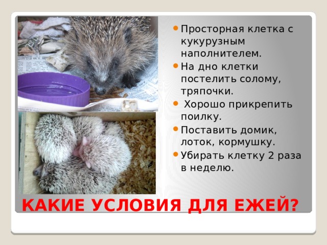Просторная клетка с кукурузным наполнителем. На дно клетки постелить солому, тряпочки.  Хорошо прикрепить поилку. Поставить домик, лоток, кормушку. Убирать клетку 2 раза в неделю. КАКИЕ УСЛОВИЯ ДЛЯ ЕЖЕЙ? 
