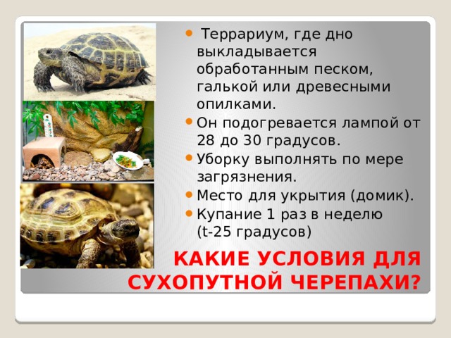  Террариум, где дно выкладывается обработанным песком, галькой или древесными опилками. Он подогревается лампой от 28 до 30 градусов. Уборку выполнять по мере загрязнения. Место для укрытия (домик). Купание 1 раз в неделю (t-25 градусов) КАКИЕ УСЛОВИЯ ДЛЯ СУХОПУТНОЙ ЧЕРЕПАХИ? 