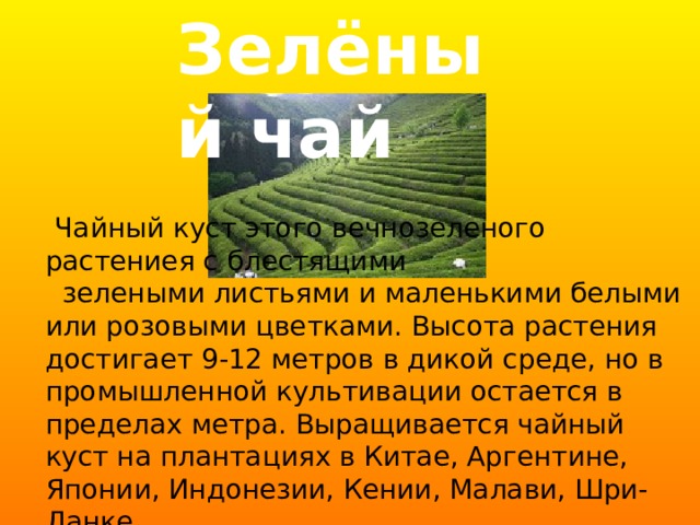 Зелёный чай  Чайный куст этого вечнозеленого растениея с блестящими  зелеными листьями и маленькими белыми или розовыми цветками. Высота растения достигает 9-12 метров в дикой среде, но в промышленной культивации остается в пределах метра. Выращивается чайный куст на плантациях в Китае, Аргентине, Японии, Индонезии, Кении, Малави, Шри-Ланке,  Турции, Пакистане, Бангладеше и Танзании  