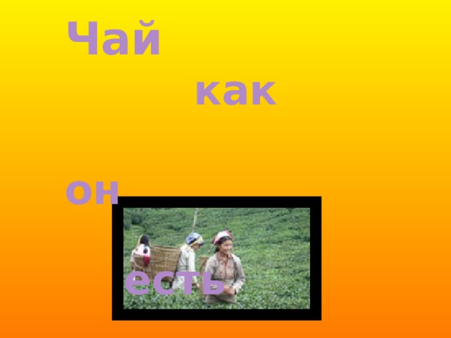 Чай   как  он  есть 