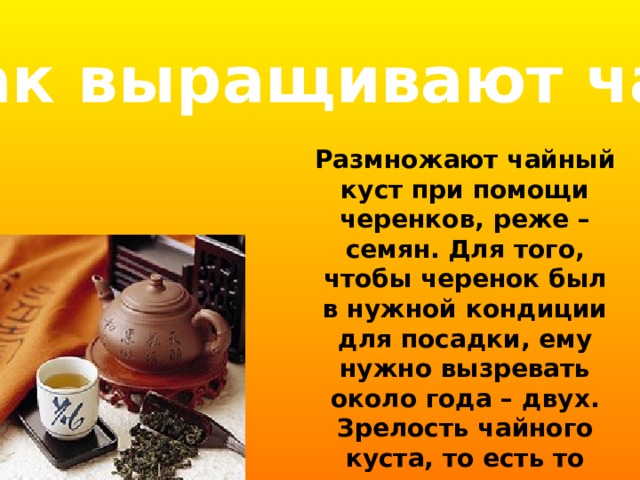 Как выращивают чай Размножают чайный куст при помощи черенков, реже – семян. Для того, чтобы черенок был в нужной кондиции для посадки, ему нужно вызревать около года – двух. Зрелость чайного куста, то есть то время, когда можно снимать первый урожай листьев наступает через четыре-пять лет после посадки . 