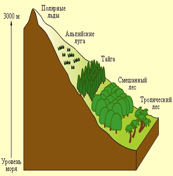 Вертикальная зональность. Высотная зональность. Горизонтальная зональность. Вертикальная зональность гор.