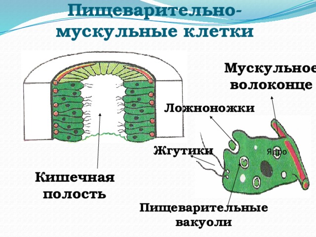 Пищеварительно-мускульные клетки Мускульное волоконце Ложноножки Жгутики Ядро Кишечная полость Пищеварительные вакуоли 