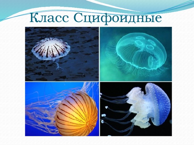 Класс Сцифоидные 