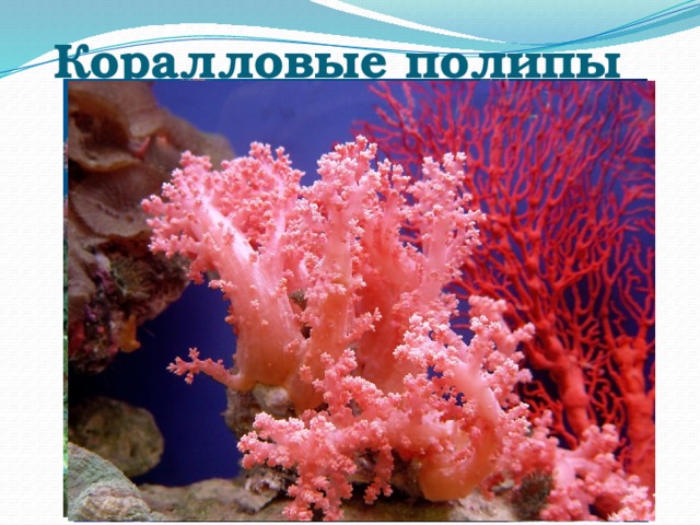 Коралловые полипы 